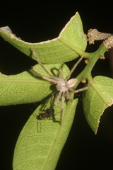 Curicaberis culiacan