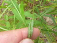 Crotalaria purshii
