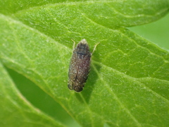 Scaphytopius frontalis