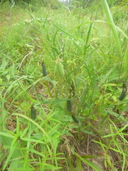 Crotalaria purshii