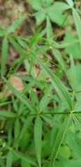 Galium arkansanum