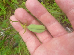 Crotalaria purshii
