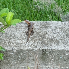 Plestiodon inexpectatus