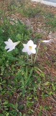 Zephyranthes robusta