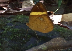 Xanthotaenia busiris