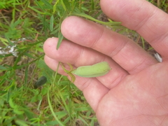 Crotalaria purshii