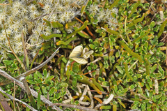 Carmichaelia uniflora