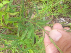 Crotalaria purshii