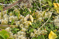 Carmichaelia uniflora