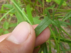 Crotalaria purshii