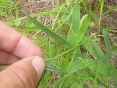 Crotalaria purshii