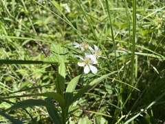 Rubus setosus