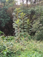 Bocconia arborea