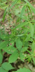 Galium arkansanum
