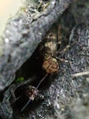 Pteroxanium kelloggi