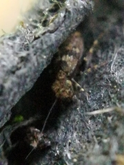 Pteroxanium kelloggi