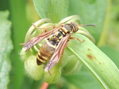 Polistes snelleni