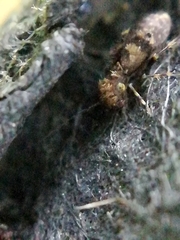 Pteroxanium kelloggi
