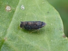 Scaphytopius frontalis