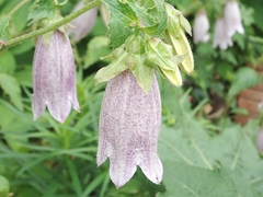 Campanula punctata hondoensis