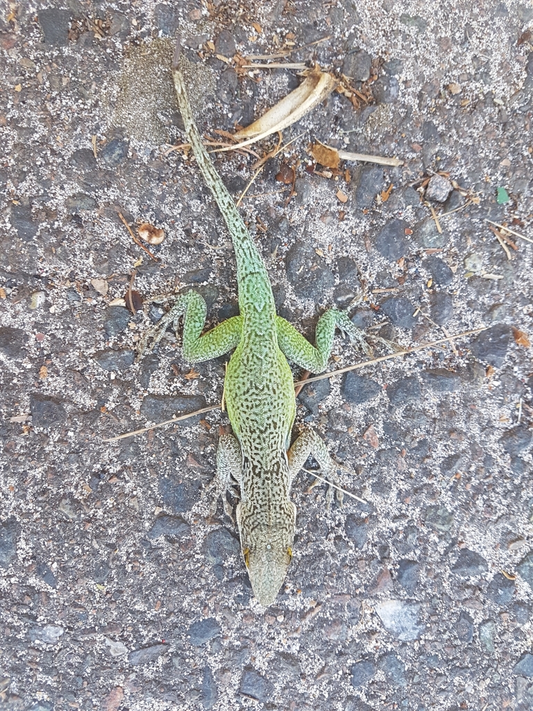 Barbuda Bank Tree Anole