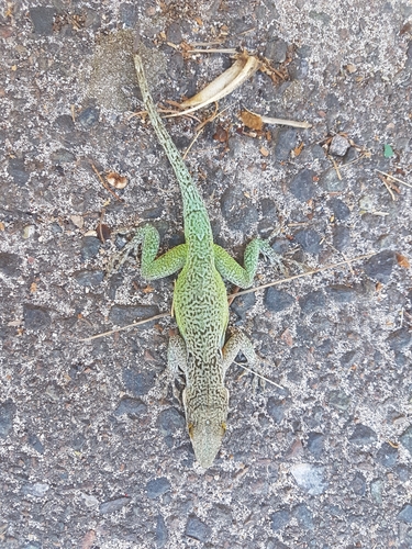 Anolis leachii