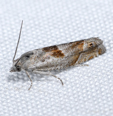 Eucosma apacheana