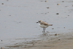 Charadrius nivosus