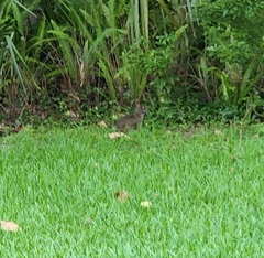 Sylvilagus palustris