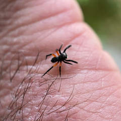Euophrys monadnock