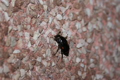 Nicrophorus pustulatus