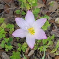 Zephyranthes robusta