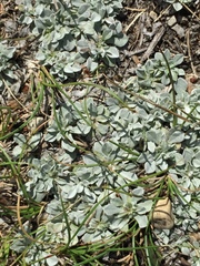 Antennaria microphylla