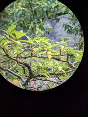 Colibri cyanotus cabanidis image