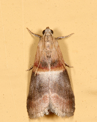 Acrobasis demotella