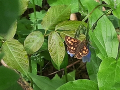 Carterocephalus