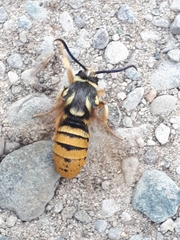 Paranthrene simulans