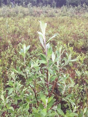 Salix richardsonii