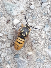 Paranthrene simulans