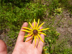 Rudbeckiinae