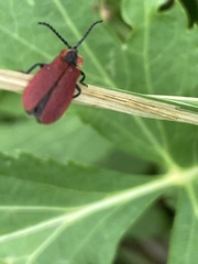 Lycus sanguinipennis