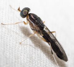 Merosargus caeruleifrons