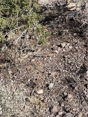 Aspidoscelis tesselatus