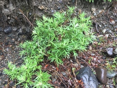 Artemisia tilesii
