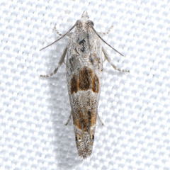 Eucosma apacheana
