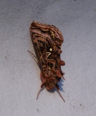 Autographa mappa