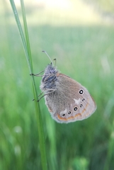 Coenonympha