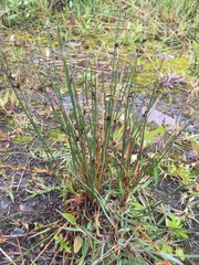 Juncus arcticus