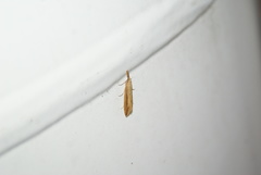 Donacaula melinellus