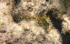 Epinephelus merra